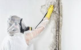 Best Environmental Consulting for Mold Prevention  in Kennedy, CA